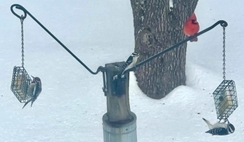 Woodpeckers