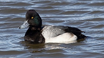 Lesser scaup