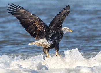 Bald eagle