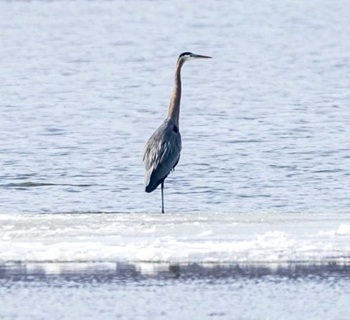 Great blue heron