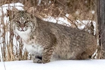 Bobcat