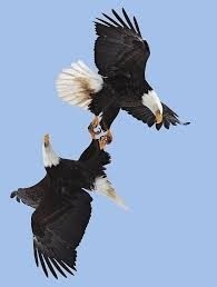 Bald eagles sky dancing