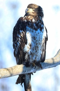 Bald eagle