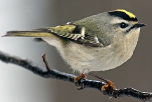 Golden-crowned kinglet