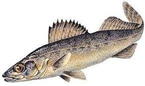 Blue pike