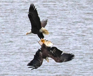 Bald eagles