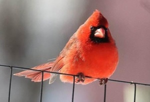 Northern cardinal