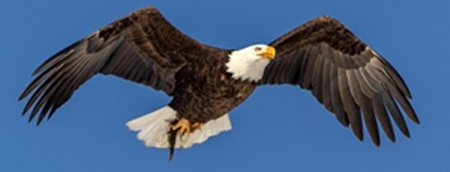 Bald eagles
