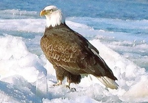 Photo of bald eagle