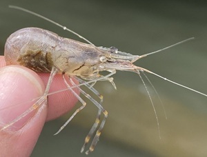 Grass shrimp