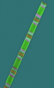 Phytoplankton-Skeletonema costatum