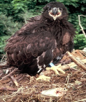 Bald eagle