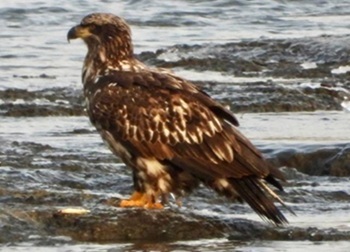 Hudson River Almanac 2/06/26 - 2/13/26