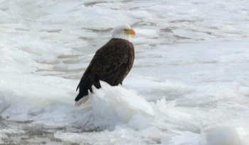 Hudson River Almanac 2/06/26 - 2/13/26