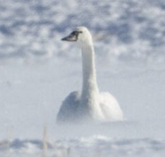 Tundra swan