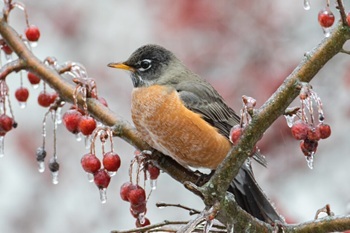 American robin