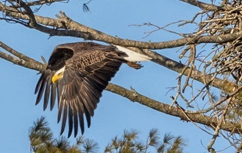 Bald eagle