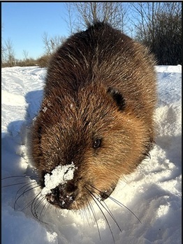 Beaver