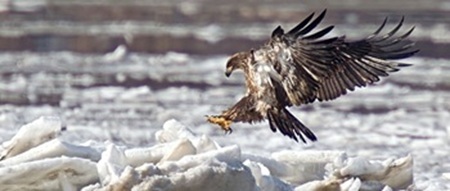 Bald eagle