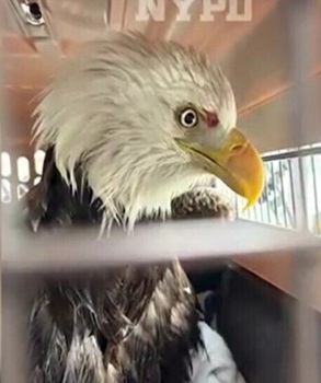 Bald eagle