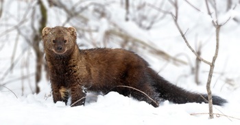 Fisher