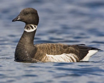 Brant