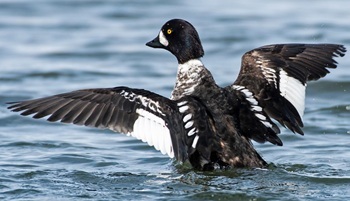 Barrow's Goldeneye