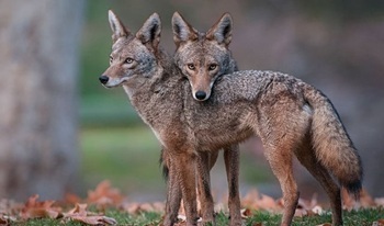 Coyote