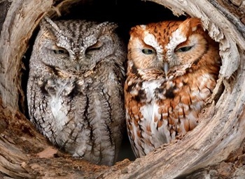Eastern screech-owl