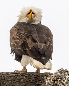 Bald eagle