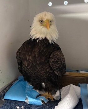 Bald eagle
