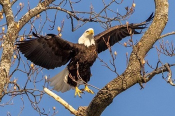 Bald eagle