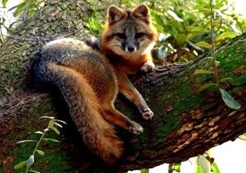 Gray fox