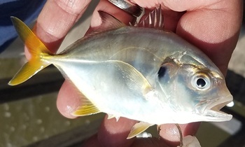 Crevalle jack