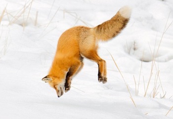 Red fox