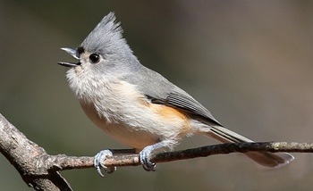 Tufted timouse
