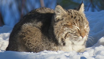 Bobcat