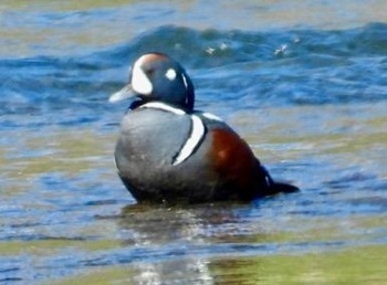 Harlequin duck