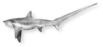 Thresher Shark