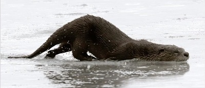 River otter