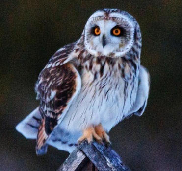 Short-eared owl