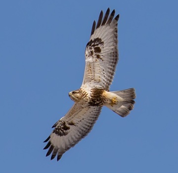 Rough-legged hawk
