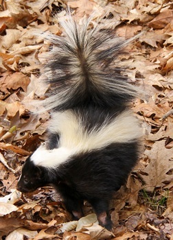 Striped skunk