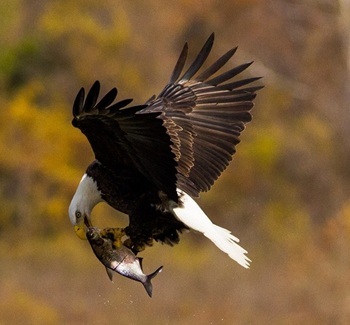 Bald eagle with gizzard shad