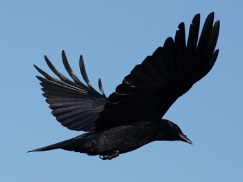 American crow