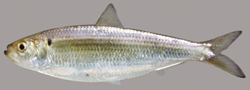 Blueback herring