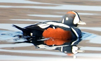 Harlequin duck