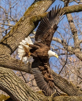Bald eagle