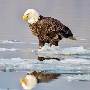 Bald eagle