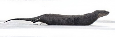River otter